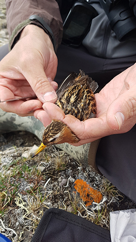 bird-of-the-week-aug-2-2019