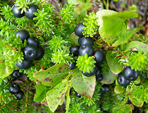 crowberry