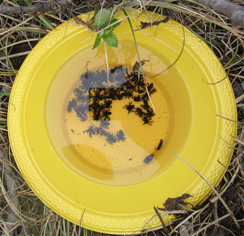 Dans le cadre de cette étude, on a prélevé des échantillons au moyen de pièges à eau pour insectes, lesquels attirent les arthropodes grâce à leur couleur jaune bien voyante.
