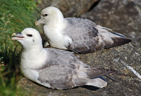 A pair of fulmars