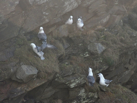 Three or more fulmars