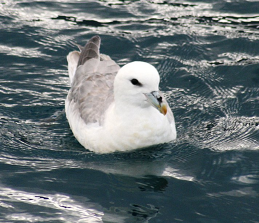 One fulmar