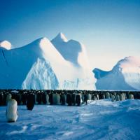 antarctic28x