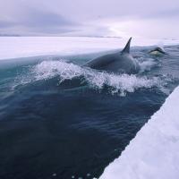 antarctic_ice_13