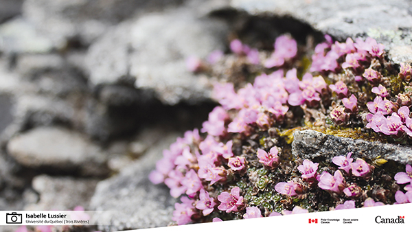 Purple Saxifrage